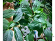 Ficus Coronata / фикус Короната