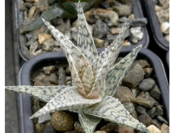 Aloe rauhii Snowflake - укорененная детка