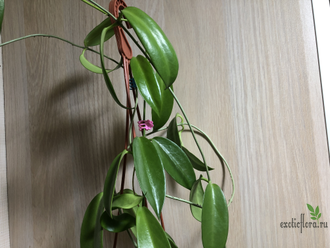 Hoya Pubicalyx 'Pink Dragon'