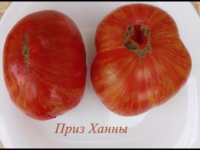 Томат Гном Приз Ханны ( Dwarf Hannah’s Prize, США, Австралия)