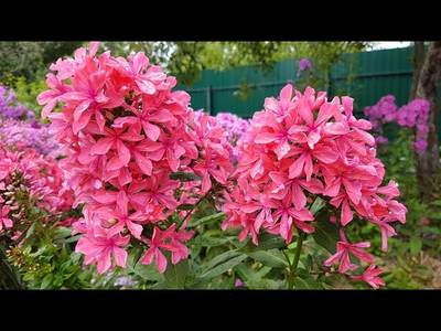 Флокс Клеопатра (Cleopatra)