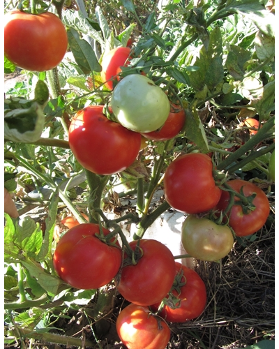 Томат Штамбовый крупноплодный