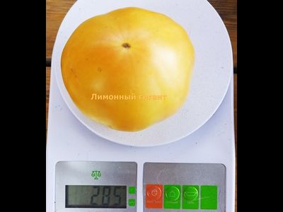 Томат Гигант лимонный
