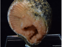 Родохрозит  в полости ракушки