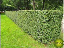 КИЗИЛЬНИК БЛЕСТЯЩИЙ (ОЧЕНЬ НЕПРИХОТЛИВ, РАСТЕТ И НА СОЛНЦЕ И В ТЕНИ) (САЖЕНЕЦ 1 м)