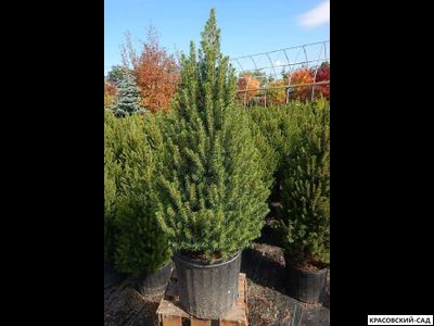 Ель сизая Коника