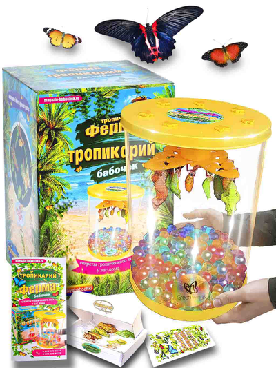 Тропикарий-ферма бабочек 3 шт куколок (С КУКОЛКОЙ БОЛЬШОЙ БАБОЧКИ РУМЯНЦЕВА)