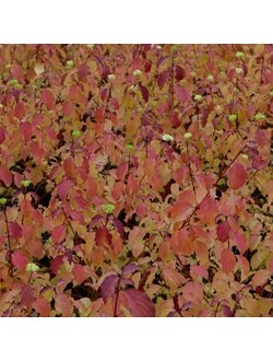 Дерен кроваво-красный "Винтер Бьюти"