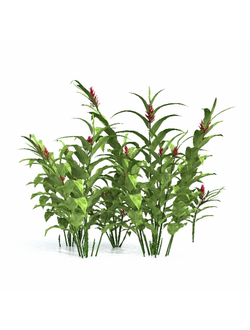 тропические Альпиния пурпурная Alpinia purpurata