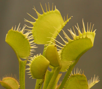 Dionaea muscipula "Yellow Fused Tooth"