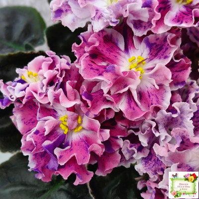 ТФ-Confetti (Т. Фурлетова) 2024 г.