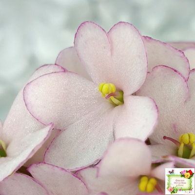 Н-Дюймовочка (Н. Бердникова)