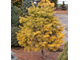 Пихта одноцветная Винтерголд (Abies concolor Wintergold), 0,5 л