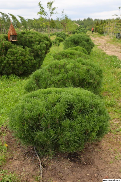 Ниваки - Бонсай садовый Сосна горная