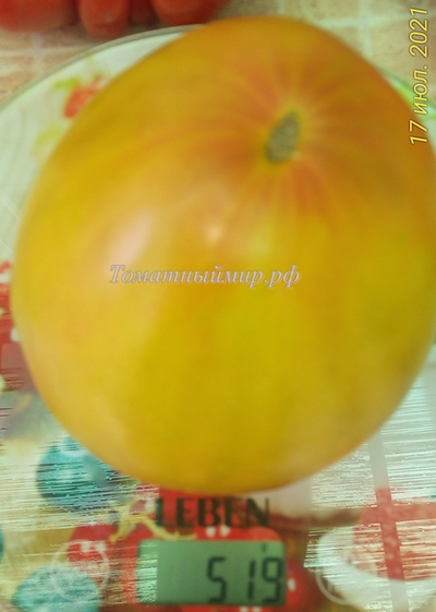 Томат Тайга (Taiga)