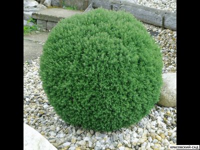 Туя Тедди - Teddy