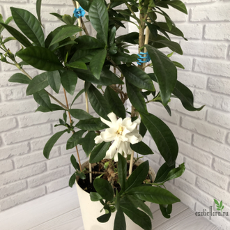 Gardenia Jasminoides Small Leaf