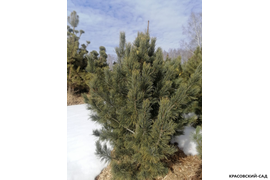 Кедр - фото 5 - питомник Красовский-Сад.рф