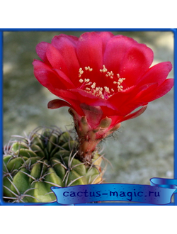 Lobivia cinnabarina v. zudanensis JO 203