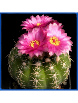 Notocactus uebelmannianus