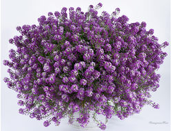 Алиссум Stream Lavender