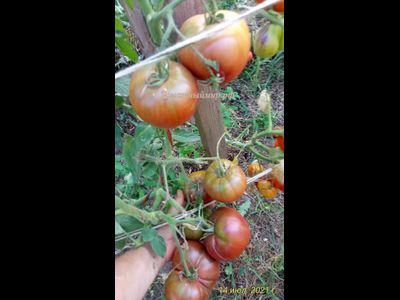 Томат Бычок черный (Казахстан)