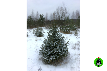 Пушистая и ароматная елка 2м.