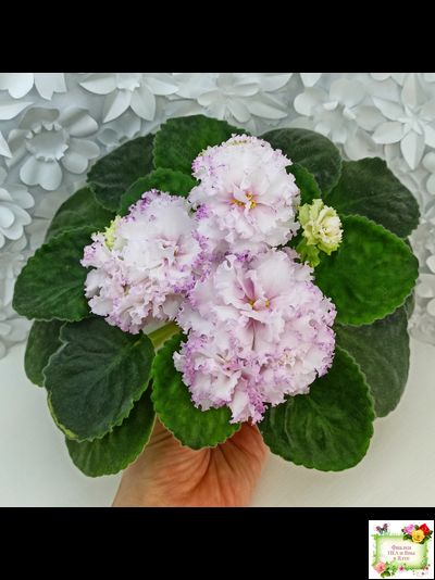 Фея (Т. Л. Дадоян) (лист укоренённый)