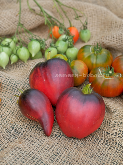 Томат Сержант Пеппер (Sgt. Peppers), 10 шт