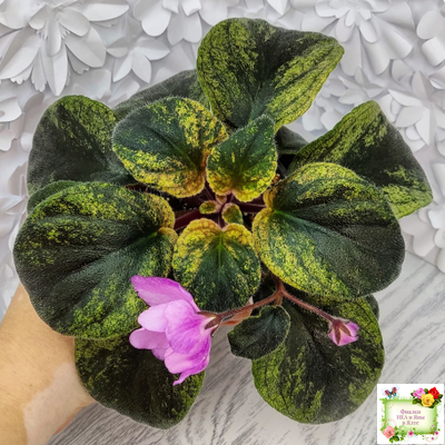 Pink Tulip Gold (японская селекция)