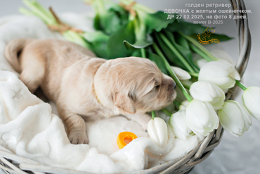 Девочка с ЖЕЛТЫМ ошейничком, 8 дней