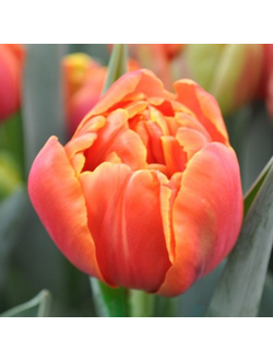 Тюльпан Айкун  (Icoon)   (в упаковке 10 шт. одного сорта)