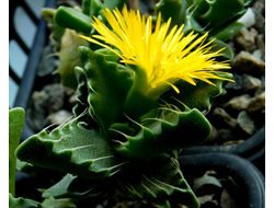 Faucaria tigrina Ratelkloof (MG) - 5 семян