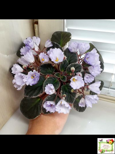 Rob&#039;s Pewter Bells (R. Robinson) 07/06/1992