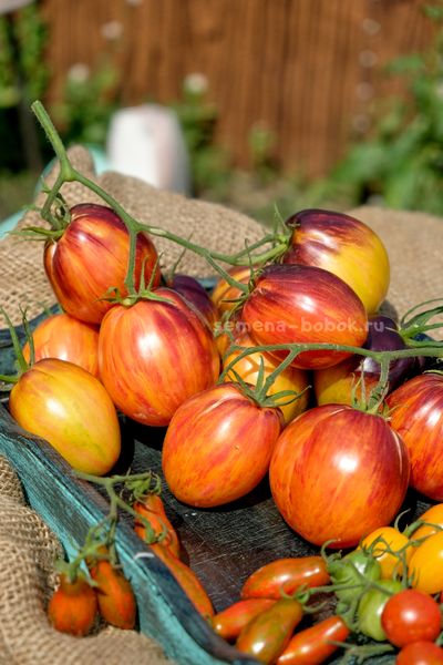 Томат Огненный Тюрбан, 10 шт