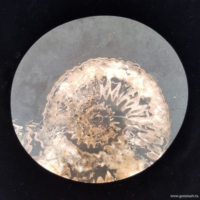 Аммонит, кальцит, полированный с 2-х сторон спил. Россия.