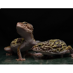 Эублефар иранский (Eublepharis angramainyu)