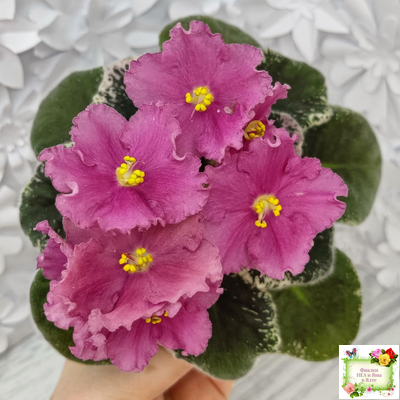 Aftershock (P. Sorano)