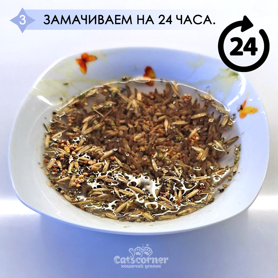 Трава для кошки дома, инструкция по выращиванию. Шаг 3 - замачиваем зёрна в воде на сутки.