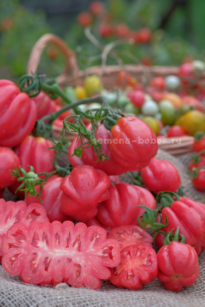 Томат Gezante Tomato Buhrer-Keel (Зубчатый Помидор), 10 шт