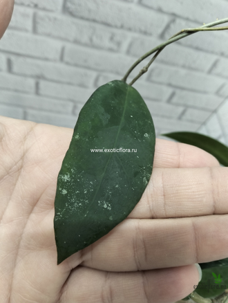 Hoya Ruthiae (sp. UT-168) (EPC-849)