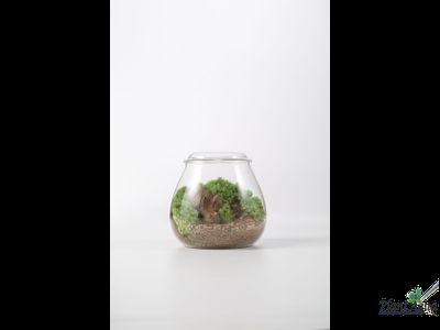 Чаша Пузырь Biolark  FOUR (120мм х 105мм)