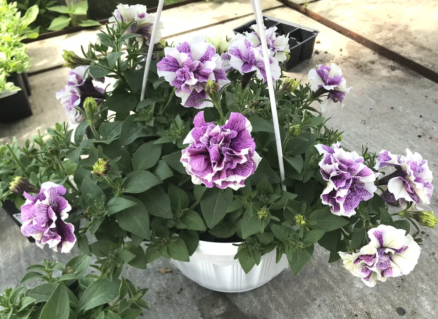 Петуния серии Origami цвет Lavender touch