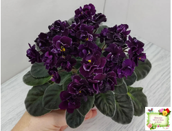 Mac's Black Uhuru (G. McDonald)