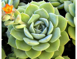 Echeveria Desmetiana - розетка