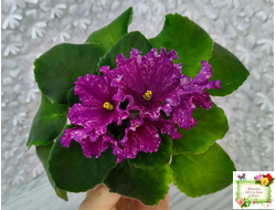 АВ-Тайны Востока (Фиалковод) 2022 г. (детка)