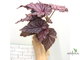 Бегония Tingley Mallet / Begonia incarnata var. purpurascens х Begonia Eldorado