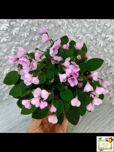 Flashy Trail (H.Pittman) TX Hyb трейлер