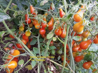 Томат  Груша апельсиновая (Pera Naranja, Груша оранжевая)