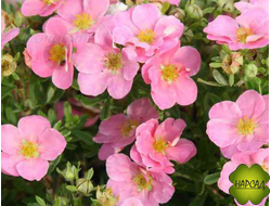 Лапчатка кустарниковая "ПИНК ПРИНЦЕСС" (ПИНК КВИН) (саженец 10 см)